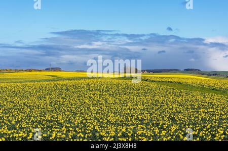 KINNEFF STONEHAVEN SCHOTTLAND ACKERLAND FELDER EINEN BLAUEN HIMMEL UND NARZISSEN IM FRÜHEN FRÜHJAHR Stockfoto