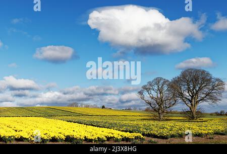 KINNEFF STONEHAVEN SCOTLAND FELDER VON NARZISSEN IM FRÜHEN FRÜHJAHR Stockfoto