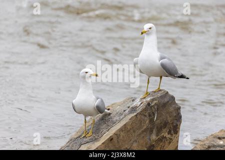 Ringmöwe (Larus delawarensis) paarweise im Frühjahr Stockfoto