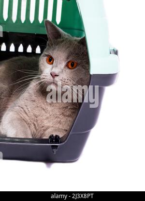 Fawn Schottische Katze ruht in einem Katzenträger, ein isoliertes Bild, schöne Hauskatzen, Katzen im Haus, Haustiere, ein Ausflug zum Tierarzt. Ein Ausflug outs Stockfoto