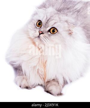 Portrait close-up flauschige schottische Katze silberne Chinchilla auf weißem Hintergrund liegend, isoliertes Bild, schöne Hauskatzen, Katzen im Haus, Haustiere Stockfoto