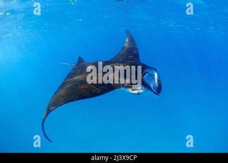 Großer ozeanischer Manta-Strahl oder großer Manta-Strahl (Manta birostris), im blauen Wasser, Ari-Atoll, Malediven, Indischer Ozean, Asien Stockfoto
