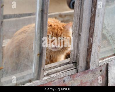 Eine streunende Ingwerkatze, die in einem verlassenen Gebäude sitzt und aus einem Fenster blickt. Nahaufnahme. Stockfoto