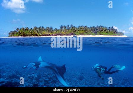 Split image, maldivian Island and Giant Oceanic Manta ray or Giant Manta ray (Manta birostris), in blue water, Ari Atoll, Maldives, Indian Ocean, Asien Stockfoto