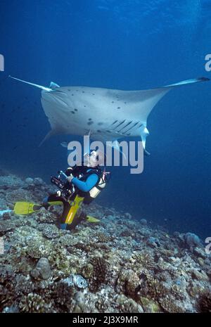 Taucher, die einen riesigen ozeanischen Manta-Strahl oder einen riesigen Manta-Strahl (Manta birostris), Ari-Atoll, Malediven, Indischer Ozean, Asien berühren Stockfoto