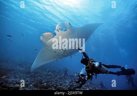 Taucher, die einen riesigen ozeanischen Manta-Strahl oder einen riesigen Manta-Strahl (Manta birostris), Ari-Atoll, Malediven, Indischer Ozean, Asien berühren Stockfoto