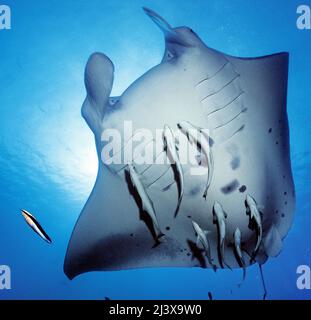 Riesiger ozeanischer Mantarochen oder riesiger Mantarochen (Manta birostris), mit Remoren (Echeneis naucrates), Ari-Atoll, Malediven, Indischer Ozean, Asien Stockfoto