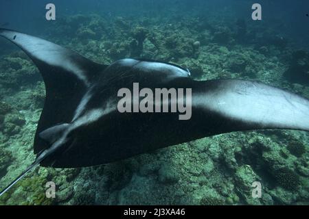 Riesiger ozeanischer Mantarochen oder riesiger Mantarochen (Manta birostris), schwimmend über dem Riffdach, Ari Atoll, Malediven, Indischer Ozean, Asien Stockfoto