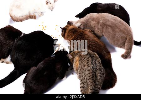 Gruppe von verschiedenen Farben der schottisch-britischen Katzen essen trockene Nahrung vom Boden, Essen, Mittagessen, auf einem weißen Hintergrund, isoliert Bild, schöne häusliche Stockfoto