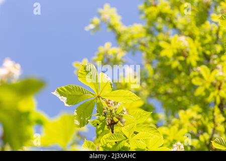 Blühender weißer Kastanienbaum mit frischen grünen Blättern am blauen Himmel, verschwommener Hintergrund. Frühjahrssaison, sonniger Tag. Nahaufnahme, selektiver Fokus, Kopierbereich Stockfoto