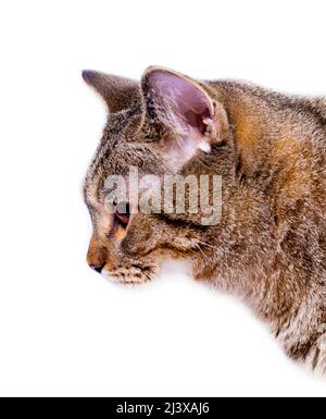 Nahaufnahme eines Tigers goldene britische Katze mit orangefarbenen Augen, auf weißem Hintergrund, isoliertes Bild, schöne Hauskatzen, Haustiere, Stockfoto