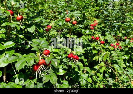 Fülle von leuchtend farbigen Hagebutten oder Hagebutten, auch Rosenhaw und Rosenhep genannt, von Wildhunderosen, auch Rosa canina genannt. Stockfoto