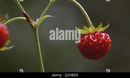 Die kleinen Erdbeeren auf dem Zweig in der Lichtung. KREATIV. Nahaufnahme von kleinen roten Erdbeeren im grünen Gras auf dem Feld. Blühende Wiese mit Stockfoto