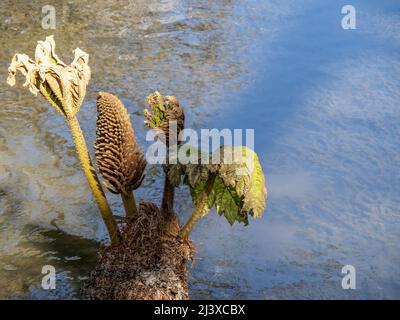 Gunnera manicata, Giant Rhabarb, im Frühjahr. Stockfoto