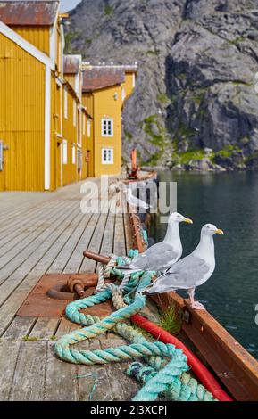 Der Hafen des historischen Dorfes Nusfjord auf den westlichen Lofoten war einst ein wichtiges Zentrum der norwegischen Kabeljaufischerei Stockfoto