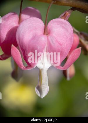 Dicentra formosa aka blutendes Herz im Garten, blüht im Frühjahr, Nahaufnahme Detail. Stockfoto