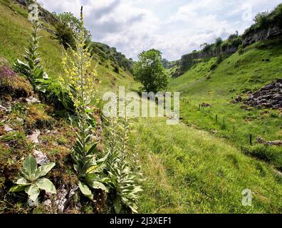 Hohe Blütenspitze des heiligen Mullein Verbascum pulverulentum, das in der Höhe des Menschen in den oberen Bereichen des Lathkill Dale Derbyshire Peak District wächst Stockfoto