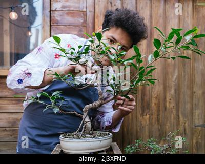 Mann, der sich im Garten um Ficus Bonsai kümmert, Terrasse im Frühling Stockfoto
