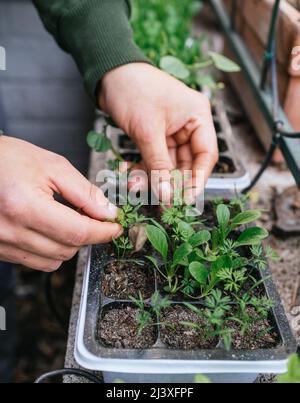 Mann wächst Pflanze auf Balkon zu Hause für den Frühling Stockfoto