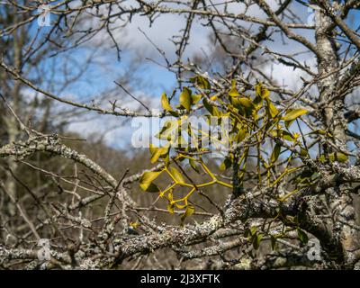 Mistelpflanze auf einem blattlosen Apfelbaum. Stockfoto