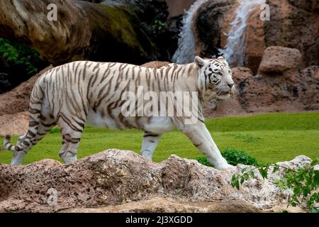 Ein wunderschöner weißer Tiger, der geht Stockfoto