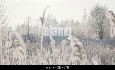 Schneebedeckte Äste im Winterwald.Creative.Ein schneebedeckter weißer Wald während des Tages, in dem das ganze Gras mit Schnee und bedeckt ist Stockfoto