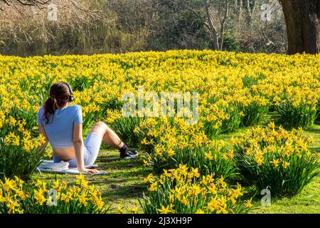 Im St. James Park sitzt ein Mädchen inmitten einer Vielzahl goldener Narzissen Stockfoto