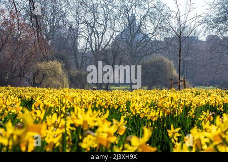 Eine Vielzahl von goldenen Narzissen im St. James Park mit der Central Methodist Hall in der Ferne Stockfoto