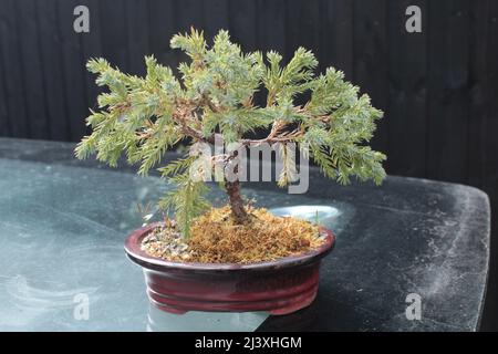 Bonsai japanische Kunstform, Acer Baum in einem blauen rechteckigen Topf Stockfoto