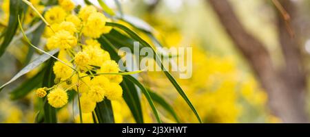 Hintergrund Frühling Mimosa blüht in voller Blüte in nautrial Einstellung des Gartens. Stockfoto