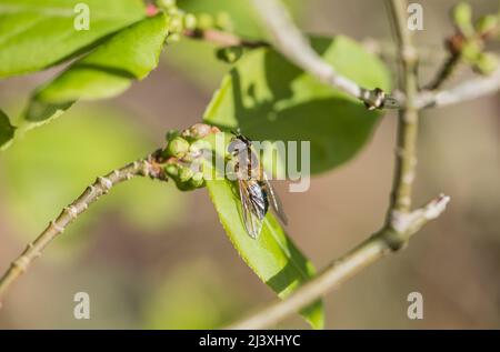 Hoverfly - Epistrophe eligans Stockfoto