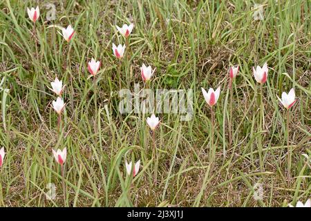 Nahaufnahme des Strauchs rosa weiß regen Lilie wilden Blumen mit Pflanzen und grünen Blättern im Wald natürlichen Hintergrund. Stockfoto