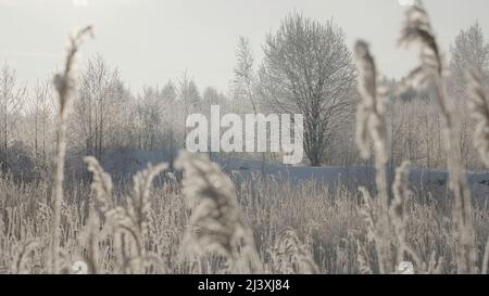 Schneebedeckte Äste im Winterwald.Creative.Ein schneebedeckter weißer Wald während des Tages, in dem das ganze Gras mit Schnee und bedeckt ist Stockfoto