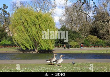 Starker Wind im Frühling im Regents Park in London, Großbritannien Stockfoto