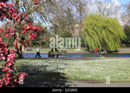 Starker Wind im Frühling im Regents Park in London, Großbritannien Stockfoto