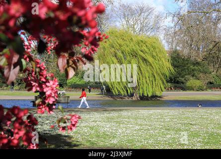 Starker Wind im Frühling im Regents Park in London, Großbritannien Stockfoto