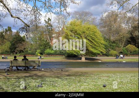 Starker Wind im Frühling im Regents Park in London, Großbritannien Stockfoto