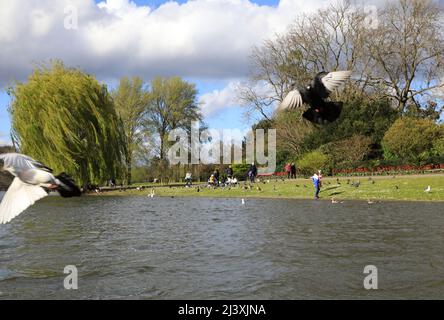 Starker Wind im Frühling im Regents Park in London, Großbritannien Stockfoto