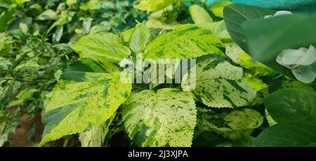 Acalypha wilkesiana Tahiti, auch bekannt als Tahiti Copper Leaf oder Tahiti Jacob's Coat, ist ein immergrüner Strauch mit Blättern mit gezackten Rändern Stockfoto