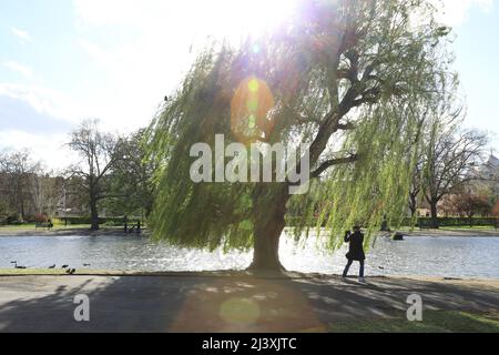 Starker Wind im Frühling im Regents Park in London, Großbritannien Stockfoto