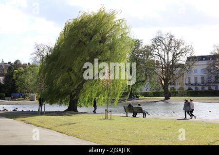 Starker Wind im Frühling im Regents Park in London, Großbritannien Stockfoto