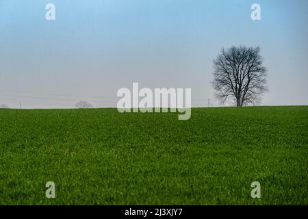 Ein horizontales Landschaftsfoto eines Baumes, der allein auf einem grünen Grasfeld steht. Stockfoto