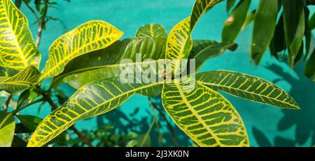 Croton oder Variegated Laurel. Eine gelb-grüne blättrige Pflanze der Familie der Spurgen im Garten. Stockfoto