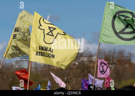 Extinction Rebellion Protestierende startenden in London ab dem 9. April 2022 eine Phase ziviler Störungen. Flaggen der Tieraufstand Stockfoto