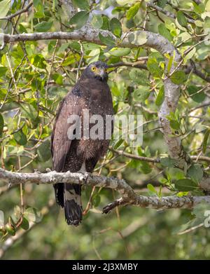 Der Schlangenadler ist ein mittelgroßer Greifvogel, der in bewaldeten Lebensräumen im tropischen Asien gefunden wird. Stockfoto