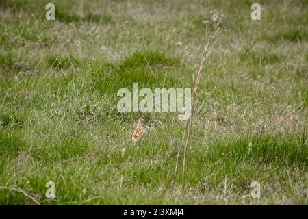 Eine Holzmaus (Langschwanzfeld) (Apodemus sylvaticus), die Vogelfutter auf Terrassensteinen isst Stockfoto