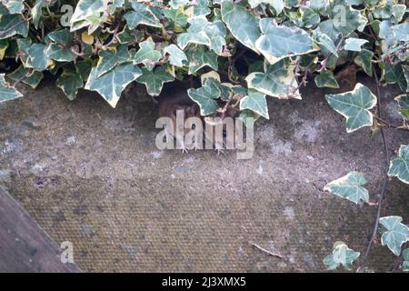 Eine Waldmaus (Apodemus sylvaticus), die den Bereich überprüft, bevor sie die Deckung verlässt Stockfoto