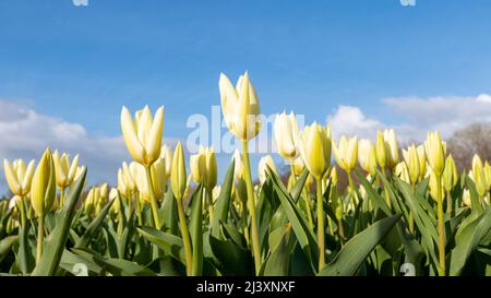 Cremeweiße Tulpen schließen einen tiefen Blickwinkel mit blauem Himmel Hintergrund aus Stockfoto