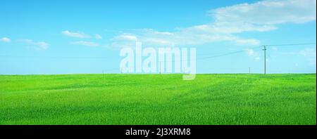 Feld von grünen Pflanzen mit Strommasten gegen hellblauen Himmel mit Wolken. Panorama im Landschaftsformat Stockfoto