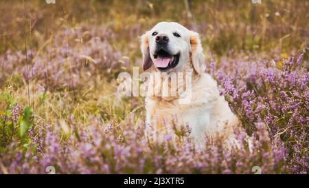 Liebenswert glücklich lächelnd jungen goldenen Retriever Welpen Hund genießen das Leben. Reisen mit Haustieren Konzept. Sommer im Tal mit blühenden Heideblumen. Schließen Stockfoto